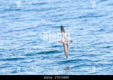 Pink-foot Shearwater (Ardenna creatopus) en mer au large de la Californie, États-Unis. Banque D'Images