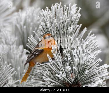 Mâle vagabond du premier hiver Oriole de Baltimore (Icterus galbula) aux pays-Bas. Hivernage à Alkmaar. Deuxième record néerlandais. Banque D'Images