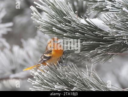 Mâle vagabond du premier hiver Oriole de Baltimore (Icterus galbula) aux pays-Bas. Hivernage à Alkmaar. Deuxième record néerlandais. Banque D'Images