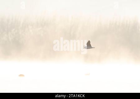 Petite Mouette (Hydrocoloeus minutus) en vol aux pays-Bas. Banque D'Images