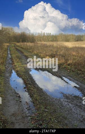 Scène d'automne avec des flaques sur le chemin de terre Banque D'Images