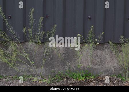 Acker-Schmalwand, Ackerschmalwand, Schotenkresse, Gänserauke, Arabidopsis thaliana,thale cresson, Cresson souris-oreille, arabidopsis, l’Arabette des dames, L Banque D'Images