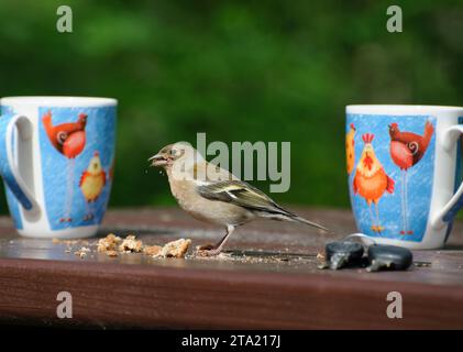 Fringilla coelebs, femelle perchée sur la table mangeant des miettes de gâteau sur le site de pique-nique, Écosse, Royaume-Uni, juin. Banque D'Images