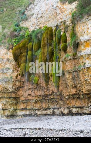 Le rocher pleureur, la Roche qui pleure, Grainval, Saint-Léonard, Seine-Maritime, Normandie, côte d'albâtre, Manche, France Banque D'Images