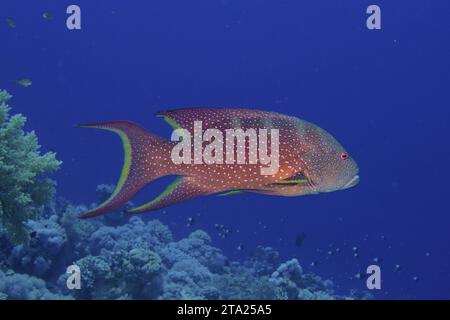 LyRetail à bords jaunes (Variola louti), site de plongée du parc national de Ras Mohammed, Sinaï, Égypte, Mer Rouge Banque D'Images