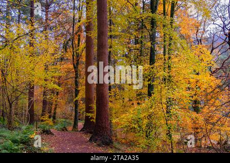 Coed Tan Dinas Walk. Sentier à travers les bois du parc forestier Gwydir en automne. Betws-y-Coed, Conwy, pays de Galles, Royaume-Uni, Grande-Bretagne, Europe. Sapins Douglas géants Banque D'Images