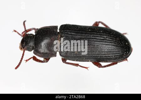 Mealworm Beetle sur fond blanc - Tenebrio molitor. Banque D'Images