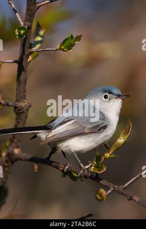 Catcher bleu-gris à l'aube pendant la migration printanière des oiseaux chanteurs Banque D'Images