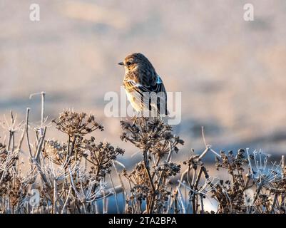 Femelle européenne Stonechat (Saxicola rubicola) Paphos, Chypre Banque D'Images