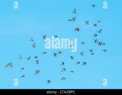 Un troupeau de Pluvialis abricaria (Pluvialis apricaria) en vol au coucher du soleil, Paphos, Chypre. Banque D'Images