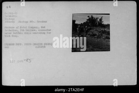 Pendant la guerre du Vietnam, le 10 décembre 1965, des membres de la compagnie hôtelière du 2e bataillon du 7e Marines rencontrent un buffle d'eau alors qu'ils recherchent Viet Cong. Cette photographie capture un événement de la vie quotidienne pendant les activités de combat. Banque D'Images