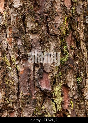 Gros plan vertical d'une vieille écorce rugueuse - pin. Pinus pinaster. Fond abstrait naturel Banque D'Images