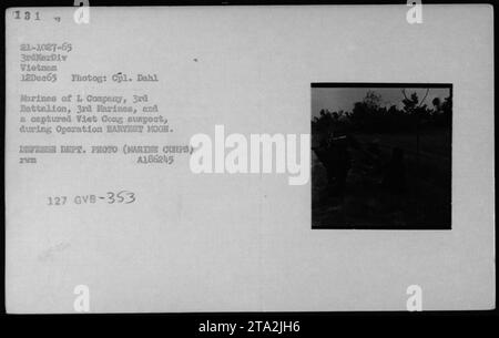 Marines de la compagnie L, 3e Bataillon, 3e Marines, avec un suspect Viet Cong capturé, lors de l'opération HARVEST MOON au Vietnam le 12 décembre 1965. La photographie, prise par le caporal Dahl, est une photo officielle du ministère de la Défense (corps des Marines), portant le numéro d'identification A186245 ZVM 127 GVB-353. Banque D'Images