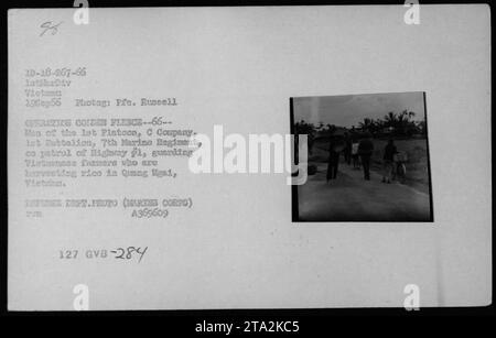 Les Marines AMÉRICAINS du 7e régiment de Marines patrouillent la Highway f1 à Quang Ngai, Vietnam, le 19 septembre 1966. Les Marines gardent les agriculteurs vietnamiens qui récoltent du riz pendant l'opération Colden Fleece. Photo prise par le PFC Russell, USMC. Source : Département de la défense, corps Sarie. Banque D'Images