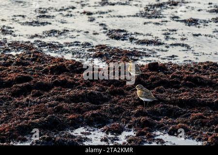 Sanderling Calidris alba, oiseau de rivage, sur la rive de la mer Baltique, se nourrissant d'un tas d'algues Banque D'Images