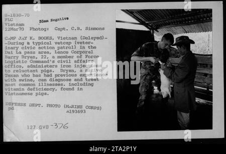 Le caporal Barry Bryan, membre du bureau des affaires civiles du Commandement logistique de la Force, administre des injections de fer aux porcs lors d'une patrouille Vetcap dans la région de Dai la Pass au Vietnam. Bryan, un Texan avec une expérience antérieure des porcs, peut diagnostiquer et traiter les maladies courantes, y compris les carences en vitamines, trouvées chez les porcs vietnamiens. Banque D'Images