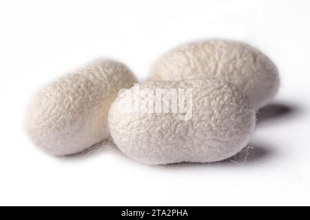 Écorce de cocons de ver à soie blanc. C'est la source de fil de soie et de tissu de soie Banque D'Images