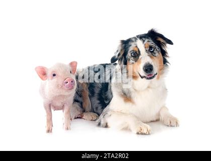 cochon miniature rose et berger australien devant fond blanc Banque D'Images