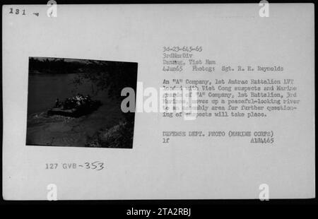 Une compagnie A, 1st Amtrac Battalion IVT transporte les suspects Viet Cong avec les gardes de la compagnie 'A', 1st Battalion, 3rd Marines, jusqu'à une rivière sereine au Vietnam le 4 juin 1965. Les individus seront emmenés dans une zone de rassemblement pour un interrogatoire plus approfondi. Photo du sergent R. R. Reynolds pour le ministère de la Défense. Banque D'Images