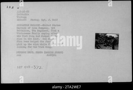 Les Marines américains de la Compagnie Lomas, 3e bataillon, 7e régiment, aident une famille vietnamienne à ramasser le riz déversé par Viet Cong en janvier 1966 lors de l'opération Mallard, démontrant un soutien militaire aux civils. Banque D'Images