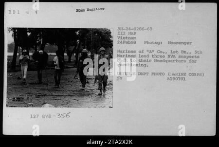 Les Marines de 'A' Co., 1st BN., 5th Marines escortent trois soldats présumés de l'armée nord-vietnamienne (NVA) de retour à leur quartier général pour interrogatoire, le 24 février 1968. La photographie a été prise par un photographe du ministère de la Défense, identifié comme Messenger, pendant la guerre du Vietnam. Banque D'Images