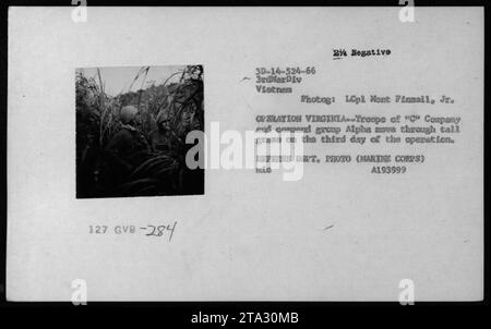 Les troupes de la compagnie 'C' et du groupe de commandement Alpha avancent à travers les hautes herbes pendant L'OPÉRATION VIRGINIA. La photographie, prise par le Lcpl Mont Finnall Jr., illustre une activité de patrouille dans le cadre de l’opération menée par la 3e Division des Marines en 1966. DEET DE DÉFENSE. PHOTO (MARINE CORPS) MARINE A193999. Banque D'Images