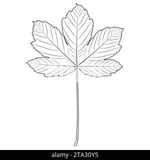 Contour de feuille de Sycamore, illustration botanique vectorielle. Érable Sycamore, silhouette de feuille de platane américain, page de livre de coloriage. Illustration de Vecteur