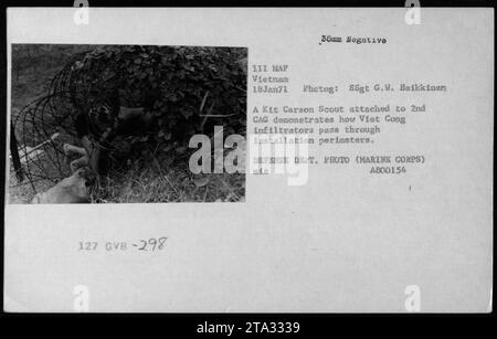 Un Scout Kit Carson attaché au 2nd CAG démontre les techniques d'infiltration utilisées par les infiltrateurs Viet Cong dans un périmètre d'installation militaire. Cette photographie a été prise le 18 janvier 1971 par le SSgt G.W. Heikkinen. (Référence de l'image : 298 - Reformed Viet Cong (Kit Carson Scouts) - 18 janvier 1971 127 GVB-298 35mm négatif 111 MAF Vietnam 18Jan71 photo : SSgt G.W. Heikkinen Un Kit Carson Scout attaché au 2nd CAG montre comment les infiltrateurs Viet Cong passent à travers les périmètres d'installation. DEET DE DÉFENSE. PHOTO (MARINE CORPS) MIS A800154 1) Banque D'Images