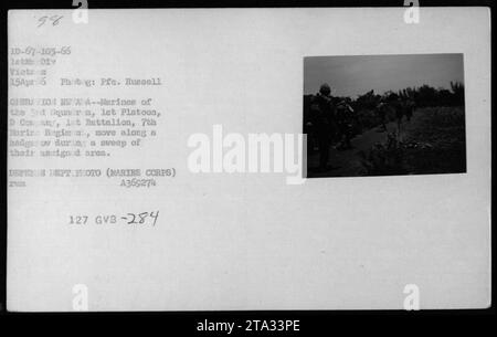 Marines du 3e escadron, 1e peloton, compagnie D, 1e bataillon, 7e régiment de Marines, effectuer une patrouille au Vietnam le 15 avril 1966. Les soldats se déplacent le long d'une haie lors d'un balayage de la zone qui leur a été attribuée dans le cadre de l'opération KE AA. Photo prise par le soldat Russell du corps des Marines des États-Unis. Numéro de photo du ministère de la Défense A369274. Banque D'Images