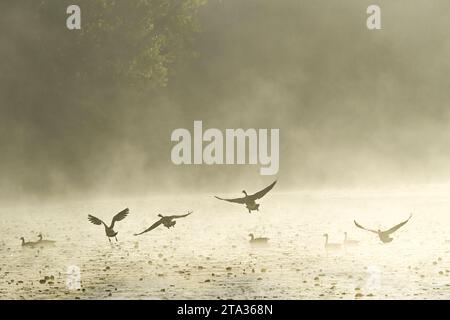 Matin d'automne, Deer Lake Park, Burnaby, Colombie-Britannique, Canada Banque D'Images