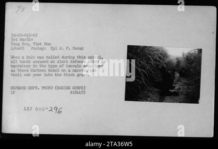 Les Marines de la 3e Division des Marines à Dong son, au Vietnam, effectuent une patrouille de reconnaissance le 4 juin 1965. Lors d'une halte dans la patrouille, les Marines prennent une position défensive, comme l'exige le terrain difficile. Sur cette photo, ils peuvent être vus agenouillés sur une piste étroite et humide, scrutant attentivement l'herbe dense qui les précède. © DEFENSE DEPT. PHOTO (MARINE CORPS) A184475 Banque D'Images