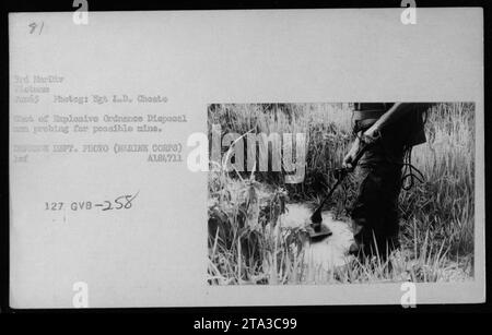 L'homme chargé de la mise au rebut des munitions explosives du corps des Marines sondant prudemment les mines potentielles. Cette photographie a été prise au Vietnam en juin 1965 lors des opérations de balayage et d'élimination des mines menées par la 3e Division des Marines. La photo a été prise par le Sgt L.D. Choate et publiée par le Département de la Défense. Banque D'Images