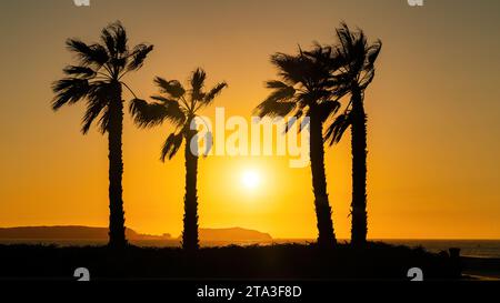 Silhouettes de palmiers à la plage de la ville d'Essaouira, Maroc. Les plages balayées par le vent de la ville sont une bouffée d'air frais, attirant à la fois les surfeurs et Banque D'Images