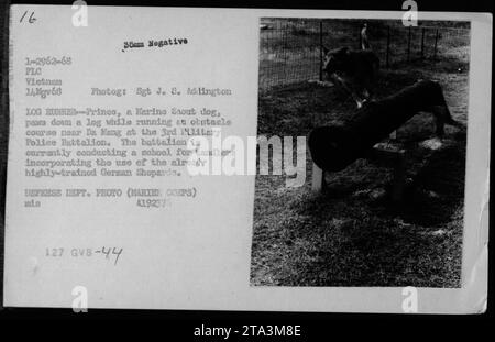 Le chien Marino Saout nommé Prince participant à un parcours d'obstacles en rondins au 3e bataillon de police militaire à Da Hang, Vietnam, le 14 novembre 1968. Le bataillon dirige actuellement une école pour les manutentionnaires, en utilisant les bergers allemands entraînés. Photographie prise par le Sgt J.S. Adlington pour le DEFENSE DEFT. PHOTO (MARTHE CORPS).' Banque D'Images