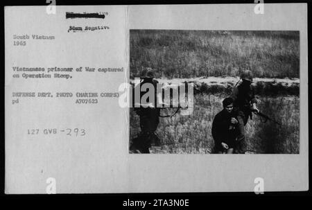 Une photographie en noir et blanc de la guerre du Vietnam montre un groupe de prisonniers de guerre vietnamiens capturés lors de l'opération Stomp en 1965. L'image capture le moment de leur capture, mettant en évidence les soldats impliqués dans l'opération. Cette photographie porte un numéro de référence (127 GVB-293) fourni par le Département de la Défense. Banque D'Images