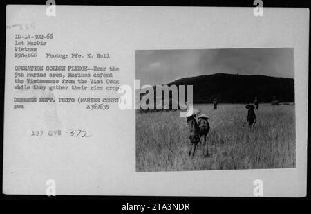 Les Marines fournissent une protection aux riziculteurs vietnamiens pendant l'opération Golden Toison. L'image capture une scène près de la 5e zone marine au Vietnam le 29 octobre 1966. La photo a été prise par le PFC K. Hall et publiée par le Département de la Défense. Le numéro de record disponible publiquement pour la photo est A369635 3Wm 127 GVB -372. Banque D'Images