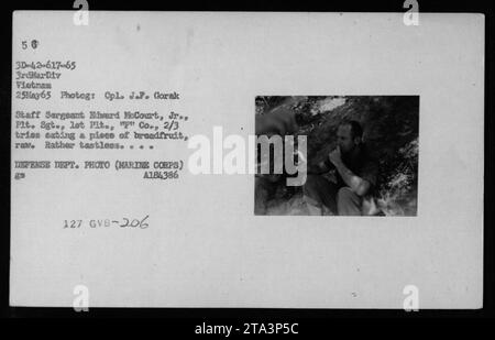 Le sergent d'état-major Edward McCourt, Jr., de la 3e Division des Marines, tente de manger un morceau de fruit à pain cru au Vietnam le 25 mai 1965. La photographie, prise par le caporal J.F. Gorak, montre que le fruit à pain est plutôt insipide. Cette image provient de la collection photographique du ministère de la Défense. Banque D'Images