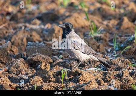 Corbeau à capuche (Corvus cornix) debout dans un champ. Banque D'Images