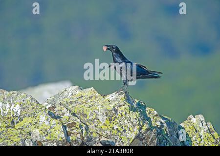 Le Corbeau du Nord (Corvus corax) sur un rocher avec de la nourriture dans sa bouche. Banque D'Images