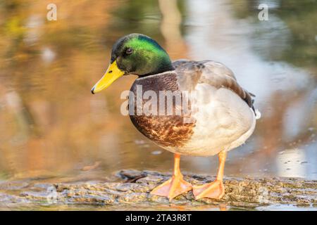 Canard colvert mâle adulte se tient sur un long étang, automne Banque D'Images