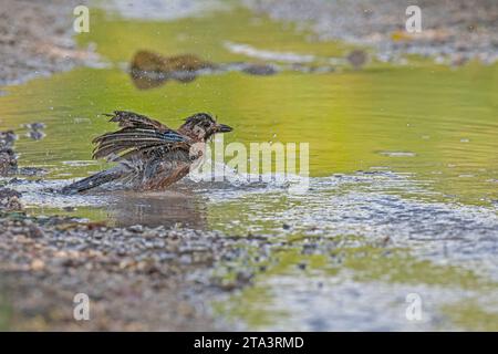 Geai eurasien (Garrulus glandarius) se baignant dans l'eau. Banque D'Images