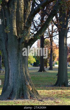 Vieux arbres dans un parc privé à Lakewood, Ohio, à l'automne 2023 Banque D'Images