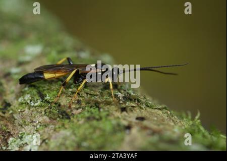 Gros plan naturel sur une guêpe ichneumonide colorée jaune et noire assise sur bois Banque D'Images