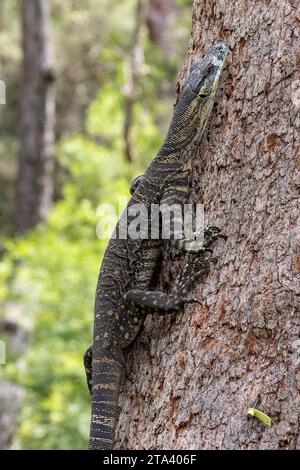 Arbre grimpant lézard Australian Lace Monitor Banque D'Images