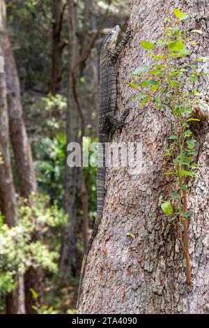 Arbre grimpant lézard Australian Lace Monitor Banque D'Images