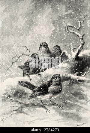 Portrait d'oiseaux de rouge-gorge européen (erithacus rubecula) dans la neige. Illustration ancienne de la nature 1887 Banque D'Images