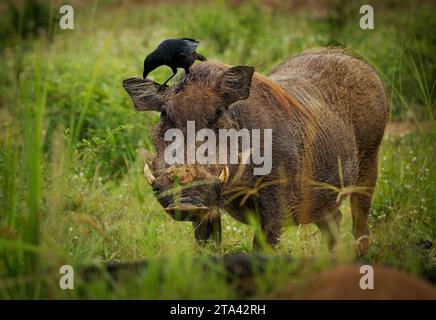 Phacochoerus africanus membre de Suidae trouvé dans les prairies, la savane et les bois, cochon de phacochoerus africanus dans la savane en Afrique. Cochon brun rouge o Banque D'Images