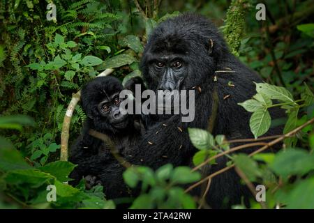 Gorille de l'est - Gorilla beringei plus grand primate vivant en danger critique d'extinction, gorilles des basses terres ou gorilles de Grauer (graueri) dans le front de pluie vert Banque D'Images