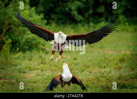 Aigle-poisson d'Afrique Haliaeetus vocifer Grand aigle blanc et brun d'Afrique, oiseau national de Namibie, Zimbabwe, Zambie et Soudan du Sud. Vol et Banque D'Images