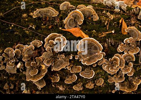 Champignons à queue de dinde poussant sur une bûche tombée un jour d'automne dans l'Iowa Banque D'Images